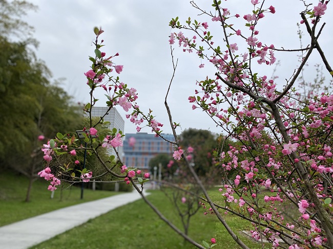 華馳-海棠無(wú)香讓春風(fēng).jpg